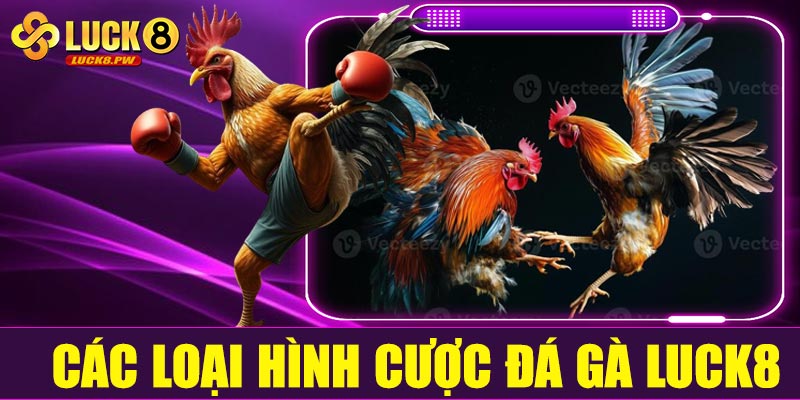Các loại hình cược đá gà Luck8 phổ biến